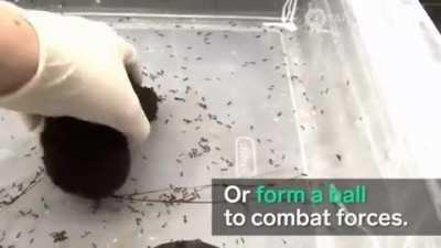 Thanks I hate fire ant ball