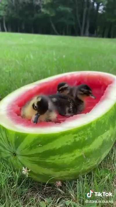ducks in watermelon