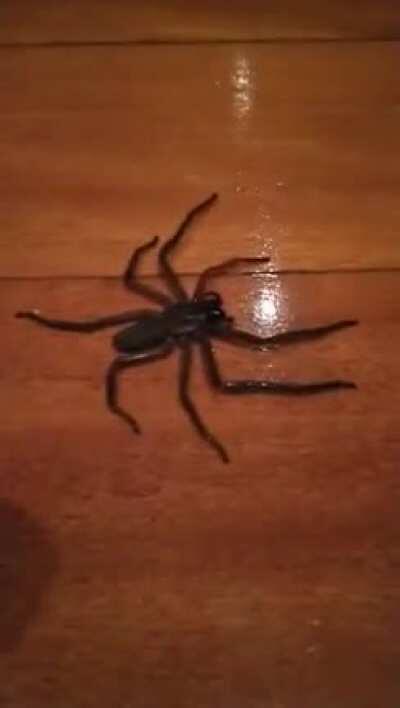 Speedy flat huntsman