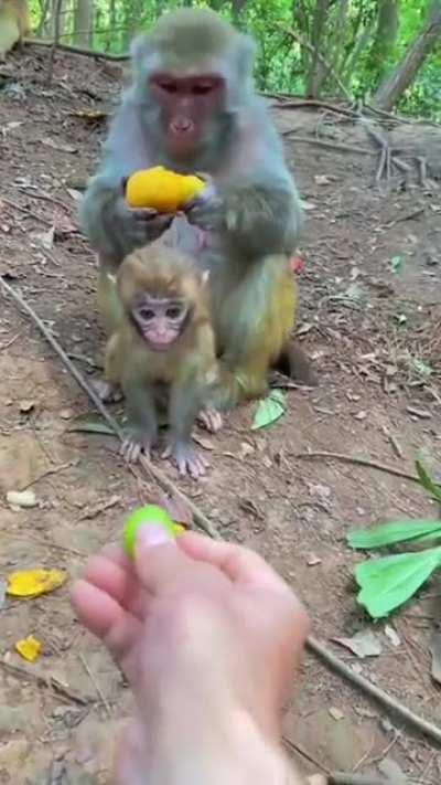 Monkey teaching her infant not accept food from stranger