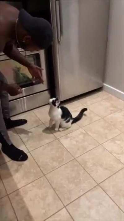 What breed of dog is this?