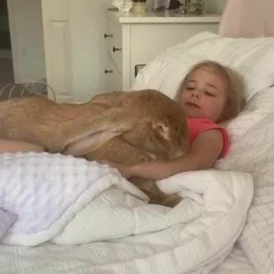 Absolute unit of a rabbit