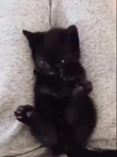 This little one just found out he has 4 paws. 😍