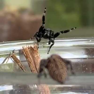 Spider flirting is the cutest