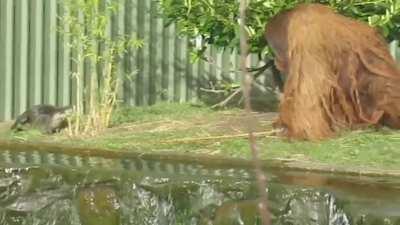 Orangutan chases otters away with a stick 🦧 🦦