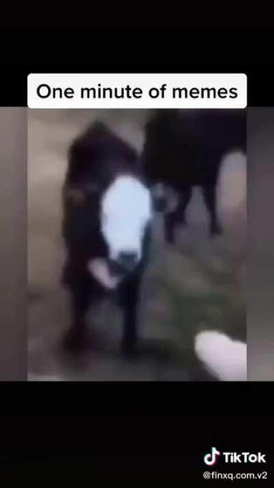 Random videos I found on my folder part 20