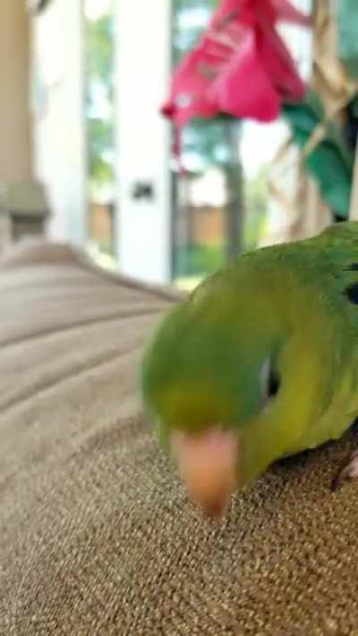 Loves that when she comes towards me for her favorite head scratches!