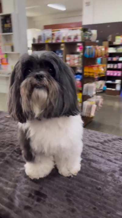 Eu automaticamente quando um brasileiro do QSMP fala 