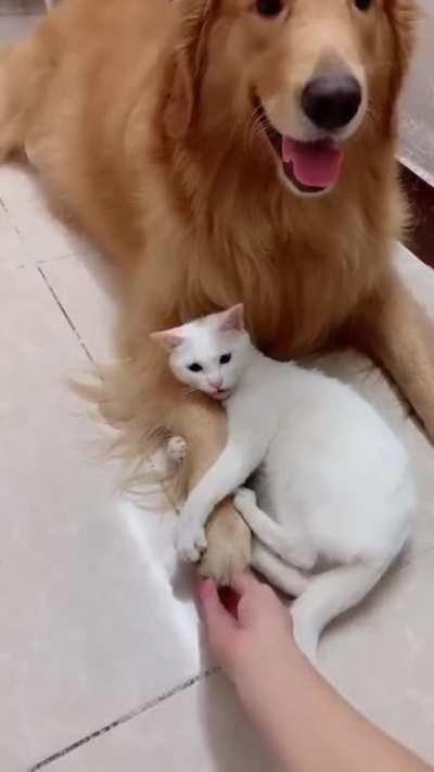 Charles when someone tries to be jake's friend