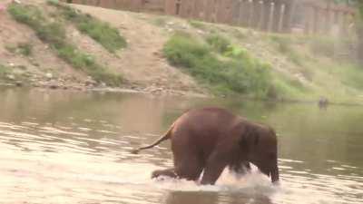 Bunch of Babies Frolicking - Some mud sliding! [compilation]