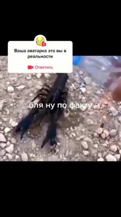 Yooo the lobsta is a Nazi