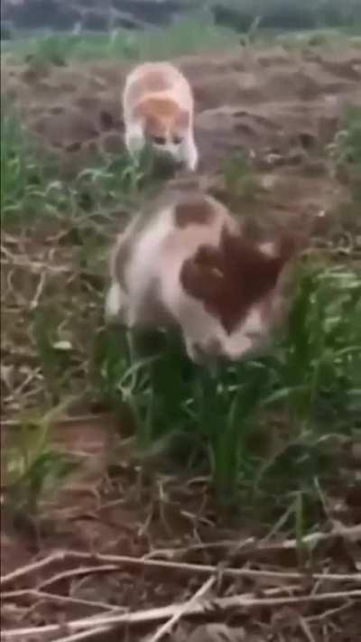 🗿👍 (praise spez)