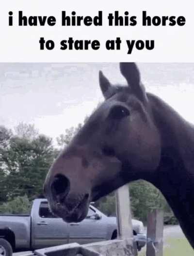 funny horse 🐎