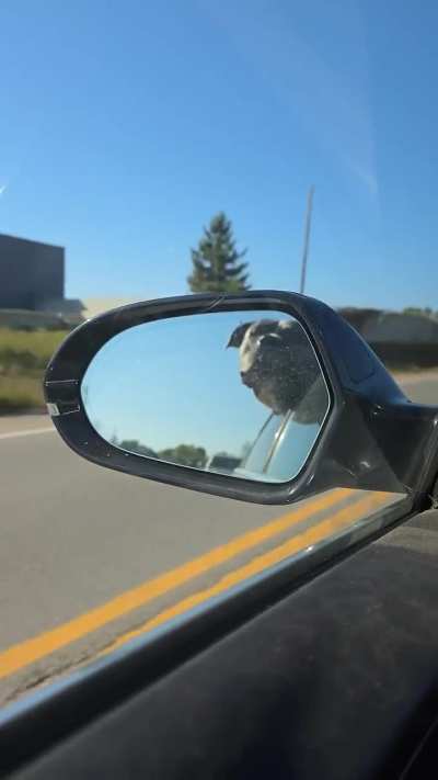 Caught him trying to eat cars again