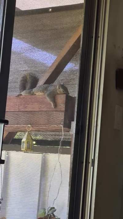 Pretty sure this little guy was copying my exact position on the couch.