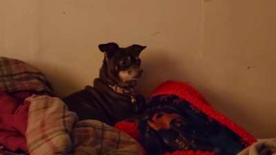 I Think My Dog Is A Fan