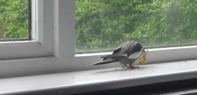 look at my boy doing his rain dance