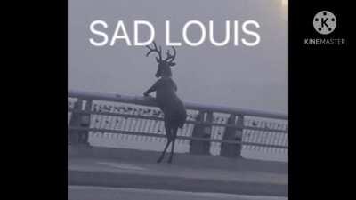 SAD LOUIS (BEASTARS)