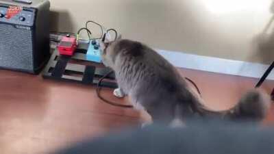 Cats are perfect medium for the sound waves to go through.