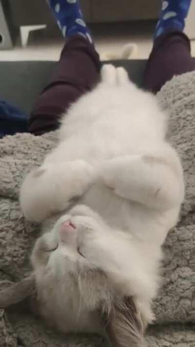 Chillin and belly rubs