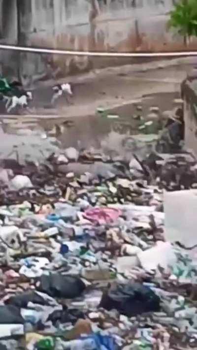 Flash flood in Jamaican gully.