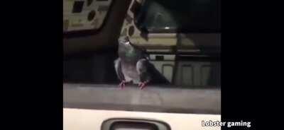 pigeon gets knocked out by dildo