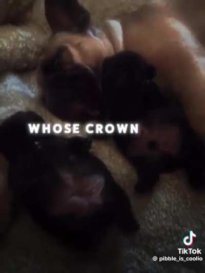 The Swagon has 3 Swags