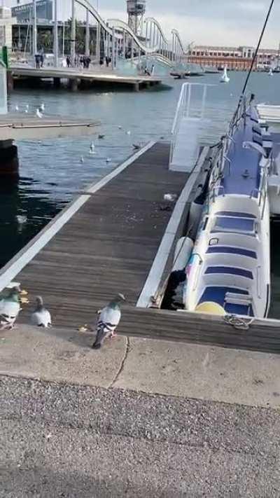 Crazed killer seagull in Barcelona. Turn sound on to hear his warrior scream 😱