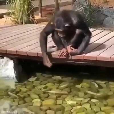 Watch this chimpanzee feeding fishes