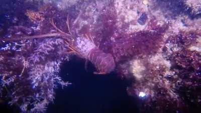 California Spiny Lobster disappearing into the depths