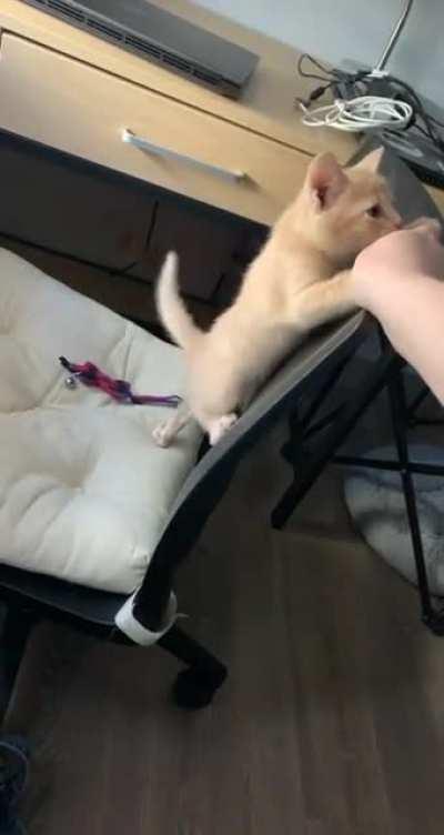 Karma thinks he’s too small to jump, but he overcame his fear!