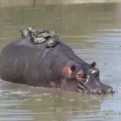Terrapins sunbathing on hippo's back.