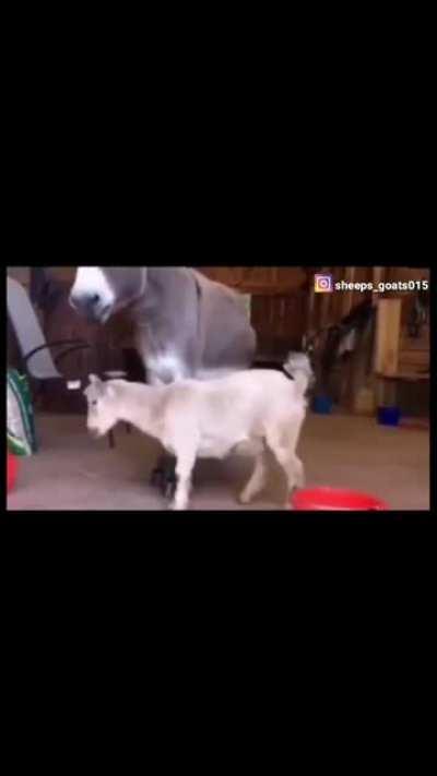 Who is the Ass here?