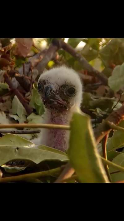 A crowned eagle tends to its chick and feeds it a fruit bat
