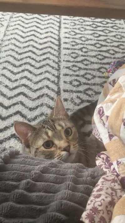 Does anyone else’s cat take forever before they finally decide to pounce?