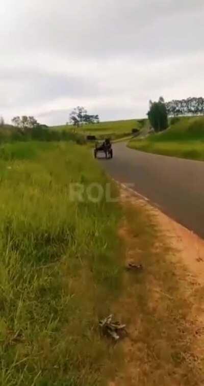 A dog leading a chariot