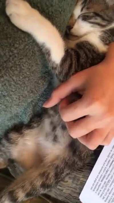 My cat loves when i rub her belly