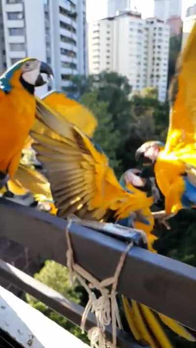 Blue-and-yellow macaw domino