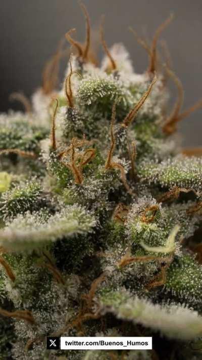 Vanilla Frosting 🔎🔎🥶🥶