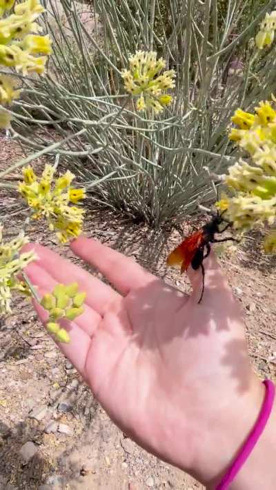 Beautiful bug what is it??