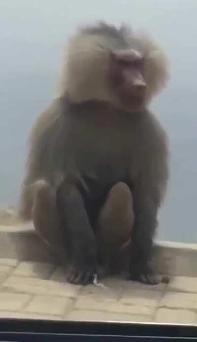 Le Monke has arrived