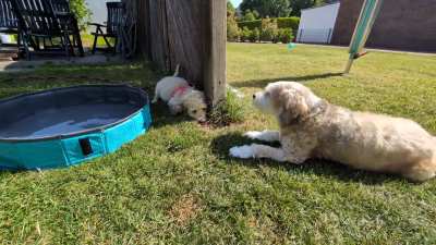 Hope, liebt Wasser...