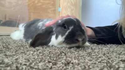 I present to you... Humphrey