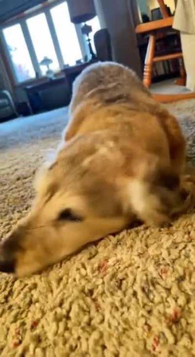 Am I dog or a snake? Yes!