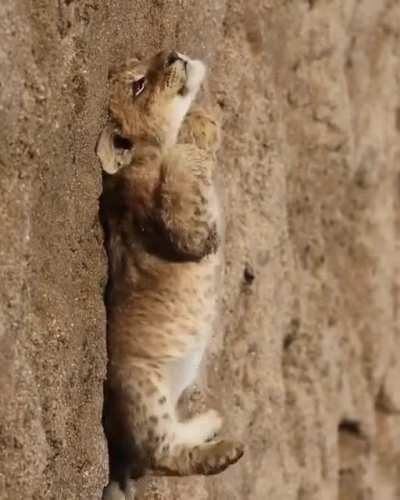 Lion cub enjoying some R&R