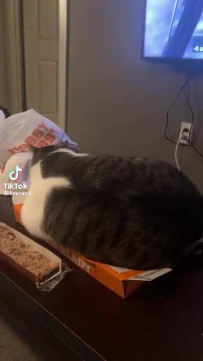 GET OFF THE PIZZA! (Via: @keenan.k on TikTok)