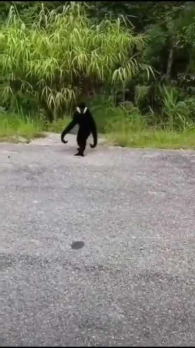 BeelcitosMemes - Video #0815