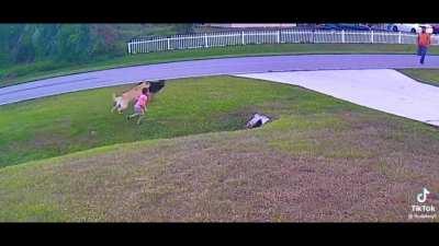 Those Secret Service moves right there were insane! Get that good boy a new toy and all the treats he wants