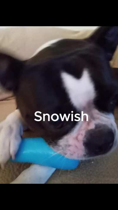 the snowish build is only a picture, but the floppa is real