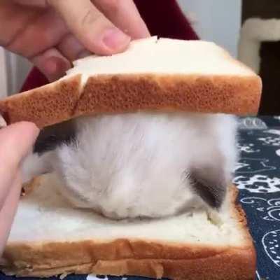 Adorable cat for Jeannie